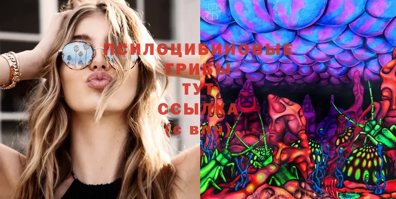 Псилоцибиновые грибы Cubensis  Невинномысск 